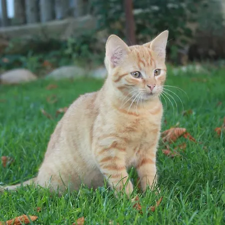 Almenlandhof Vakantieboerderij