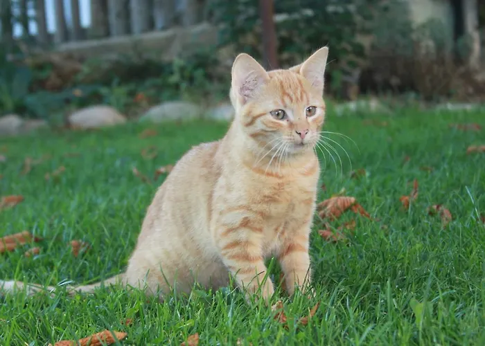 Almenlandhof Lantgård